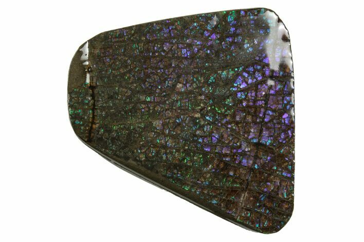 Iridescent Ammolite (Fossil Ammonite Shell) - Rare Purples #242953